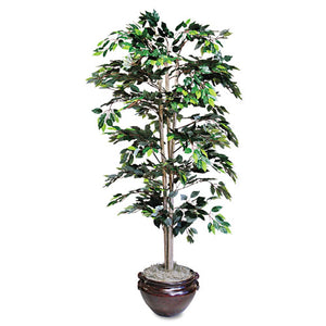 Plant,ficus Tree, 6ft